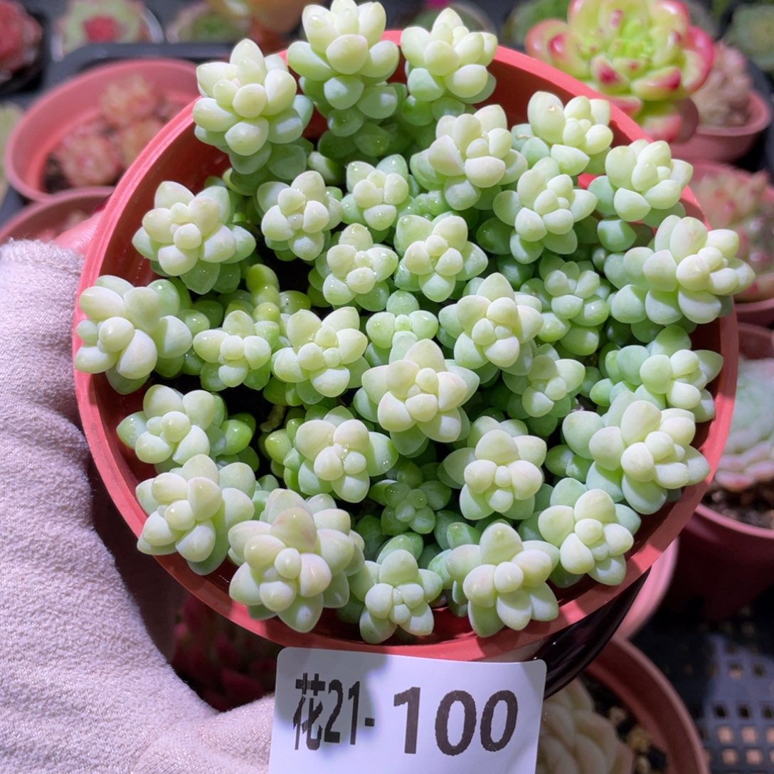 花利美21-100玉坠含盆