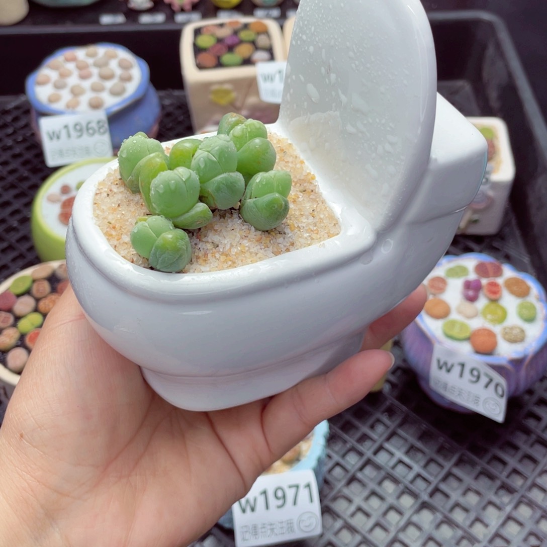 w1972 带盆土发货一物一拍