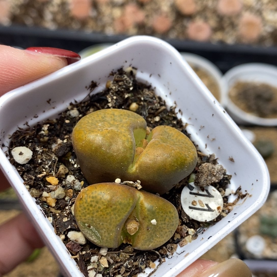 漂亮风铃（多肉植物11