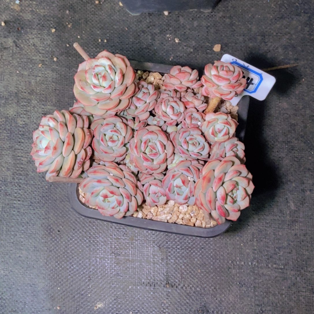 希***嘻0914香草大群一颗