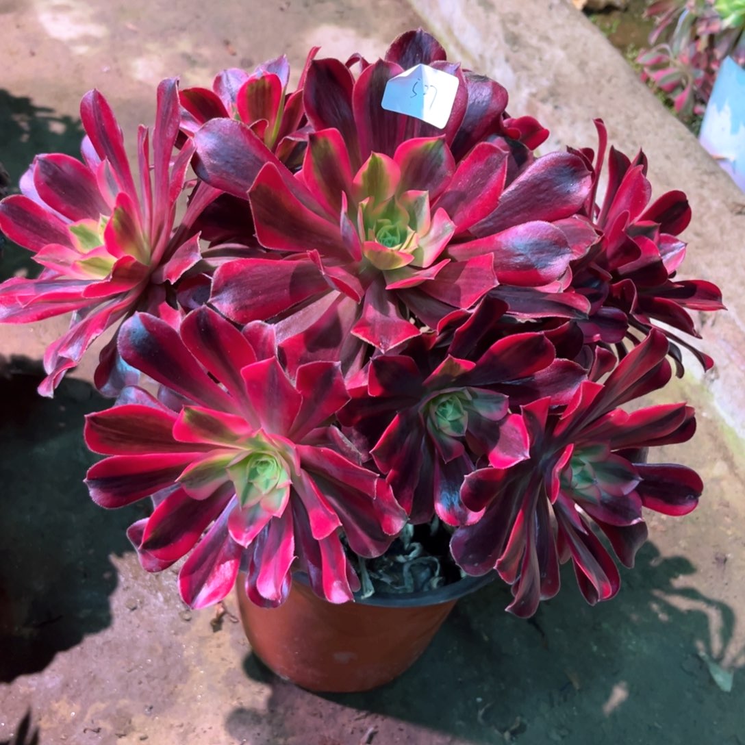 多肉植物美杜莎527