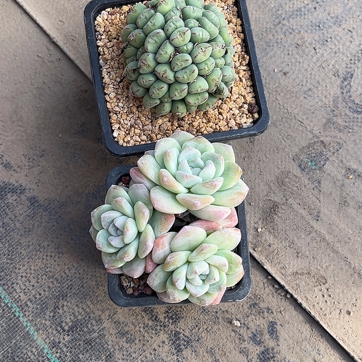 我们的确是一个口笛