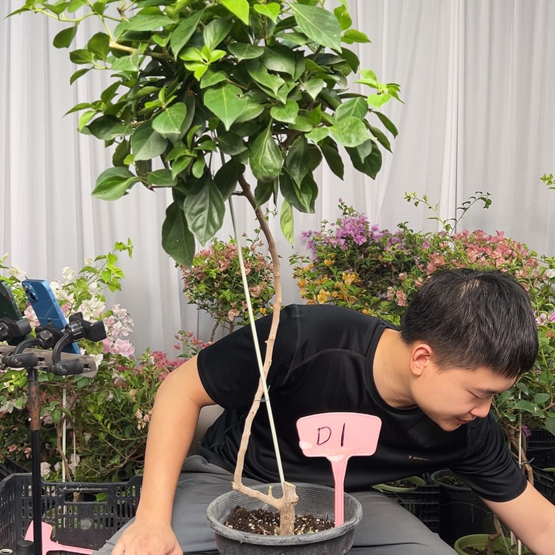 乐***子当前无花栽培后可以开花D1佩德罗