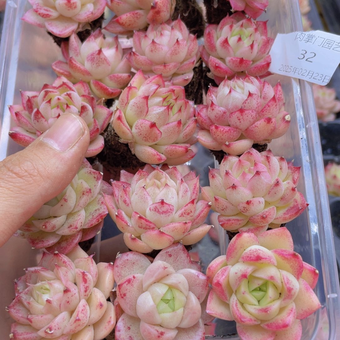 开心快乐成长032