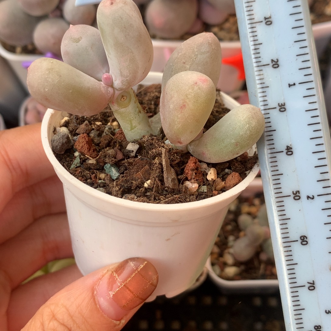 米可奶 精品韩国奶酪多肉