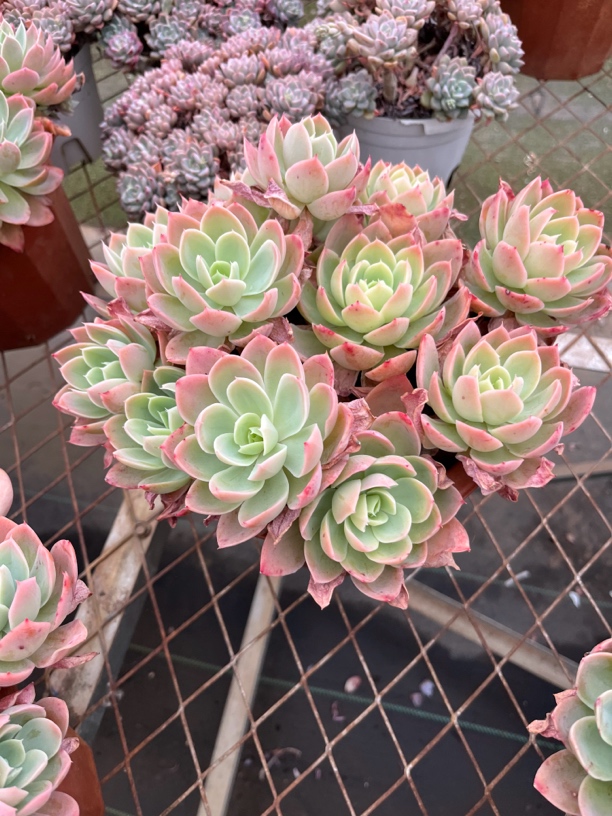 丝绸面纱多肉一物一拍