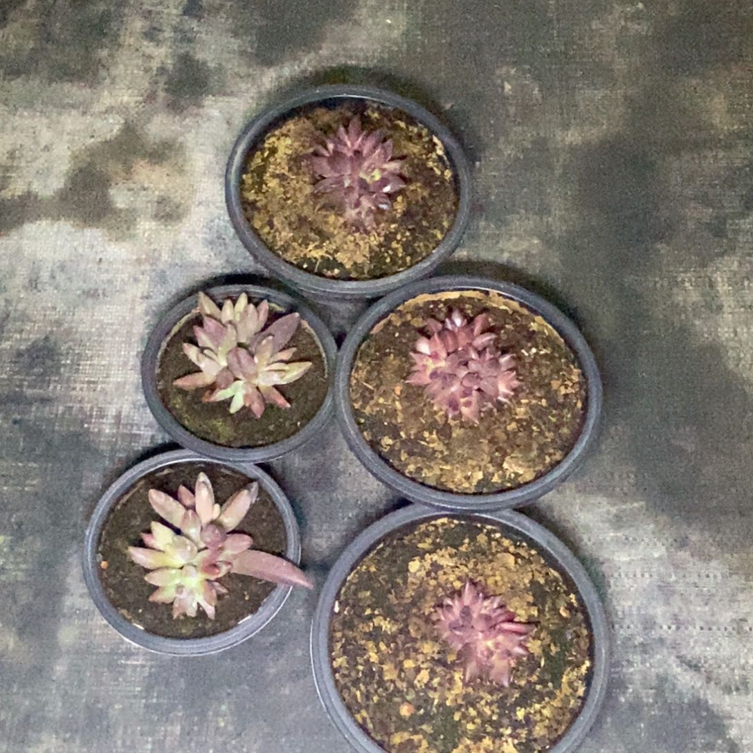 莉莉丝三颗、烟花两颗