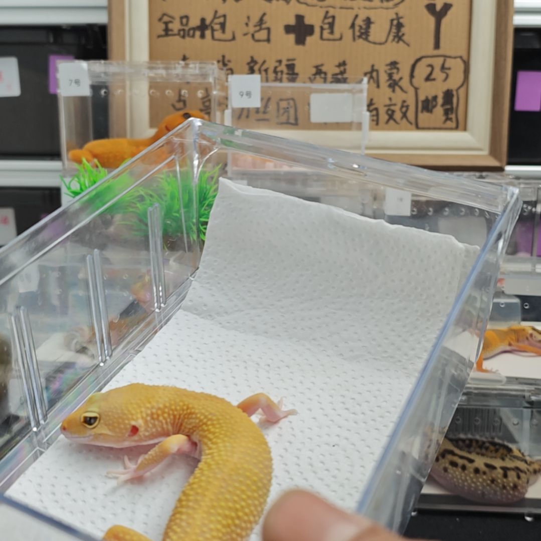 豹纹守宫豹纹守宫公