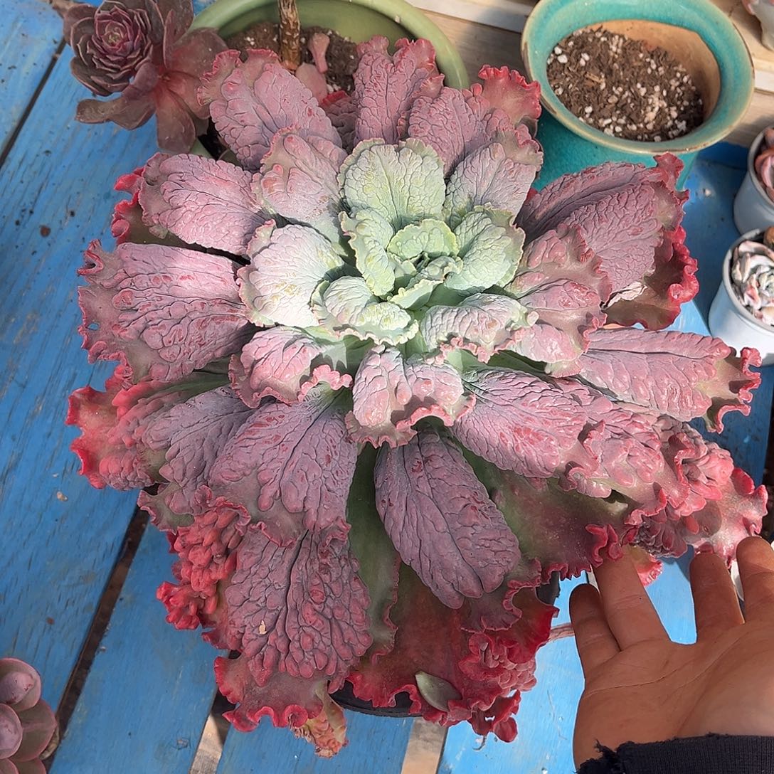 嘉年华20.88多肉植物精品