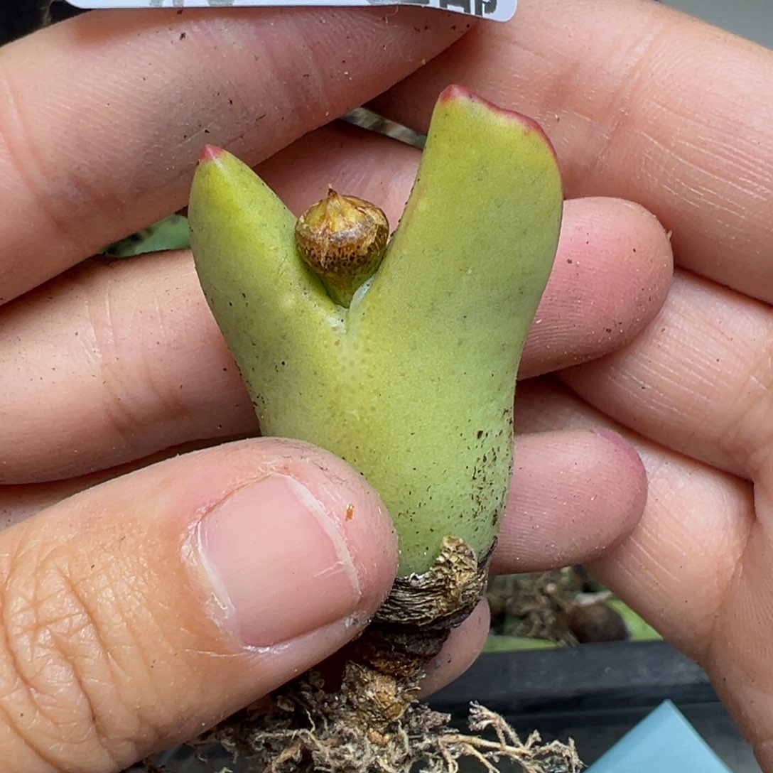 【闪购商品】985……