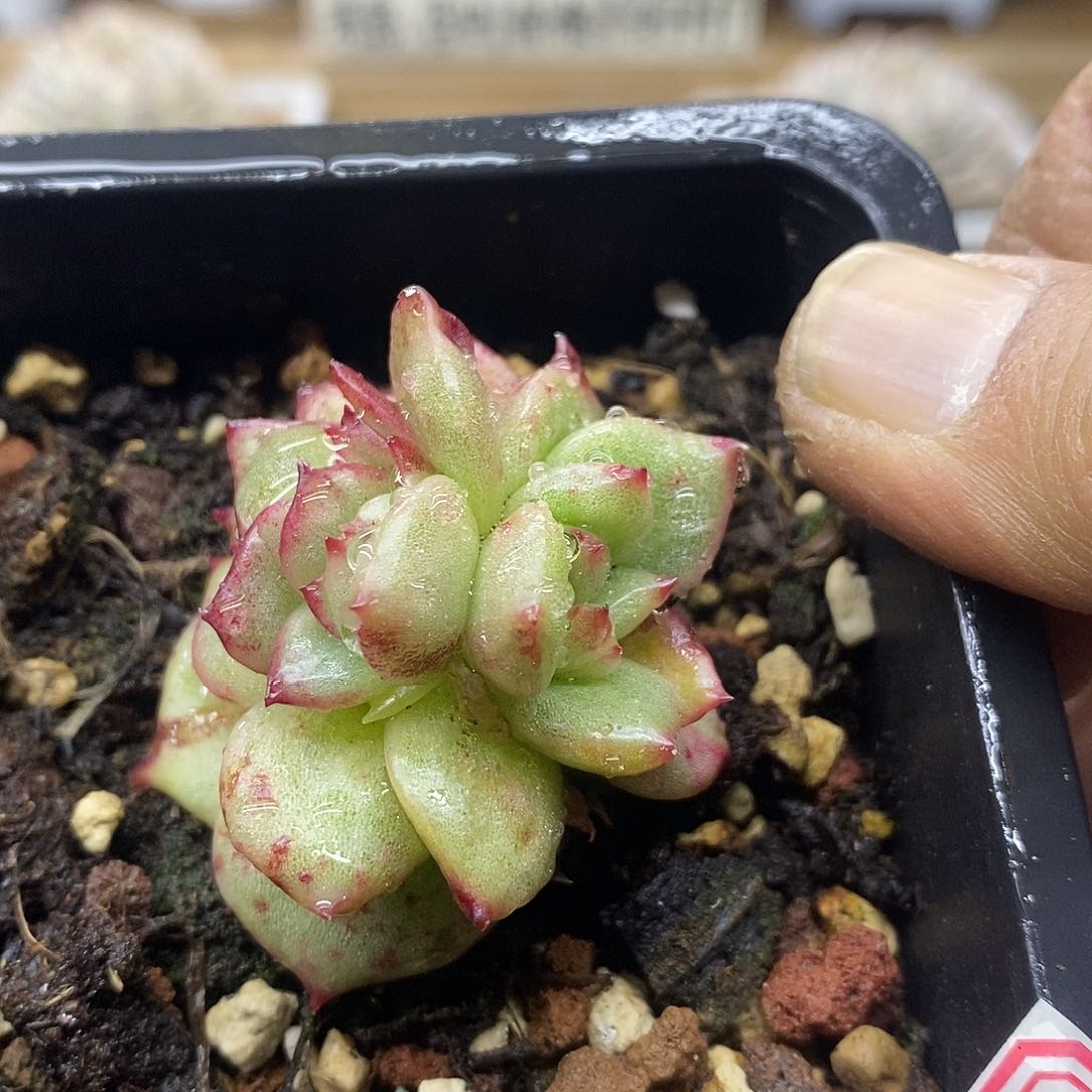 06185 凸起玛利亚石化双头