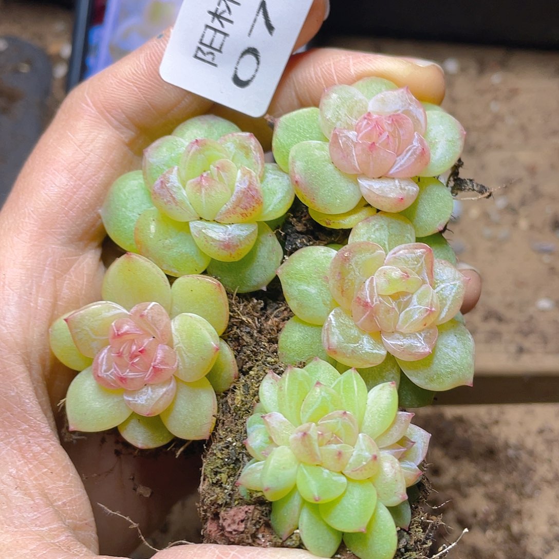 多肉植物多肉植物735