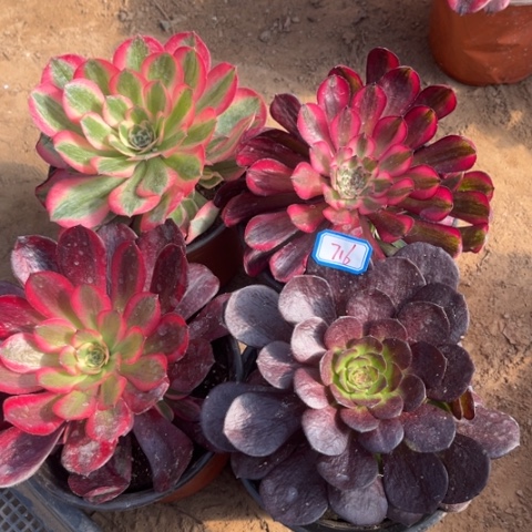 716多肉植物组合