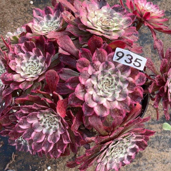 935多肉植物油墨画