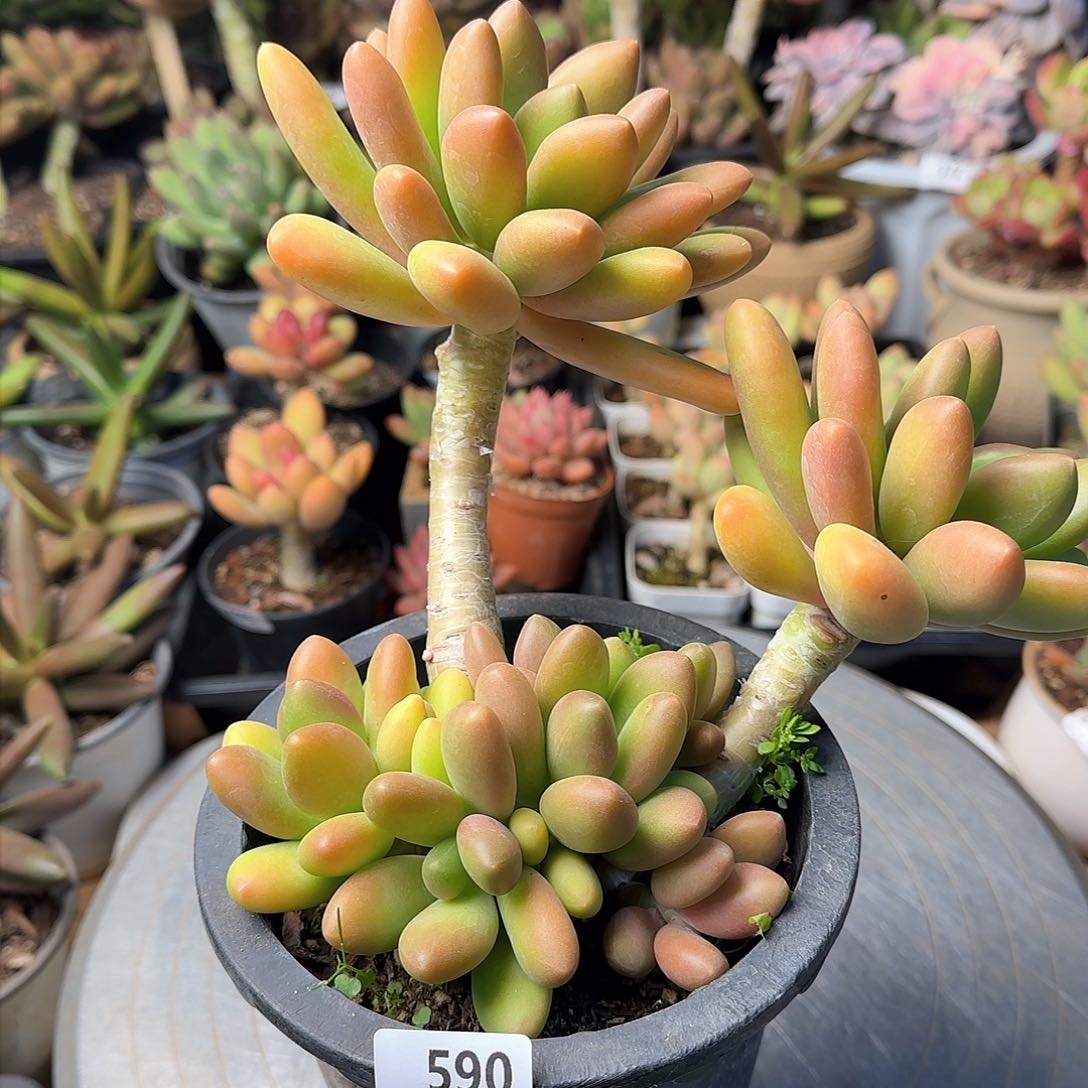 欢*এ590号 一物一拍