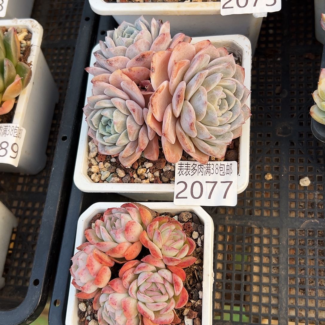 猫***藏多肉一物一拍植物2077