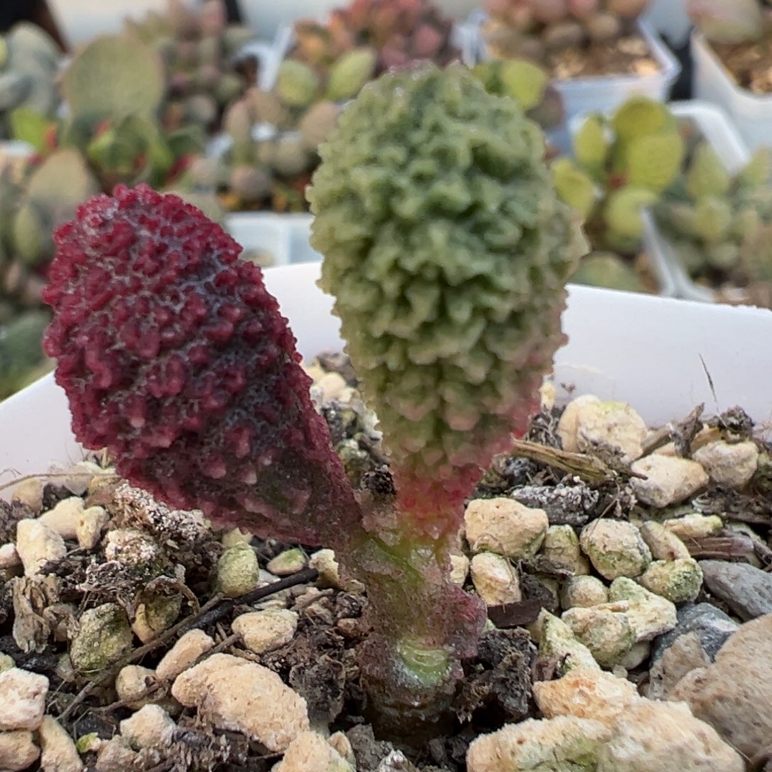 福利款实生新品多肉植物水泡