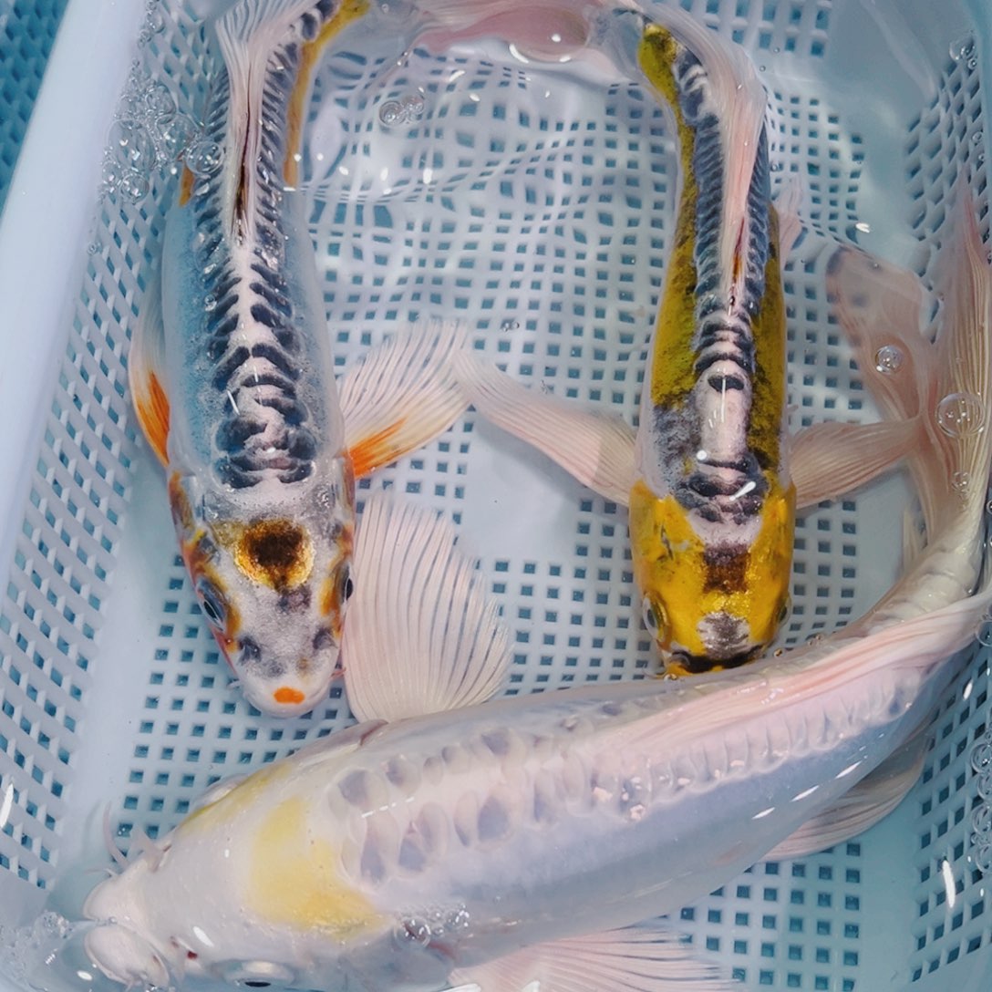 锦鲤锦鲤冷水鱼观赏603