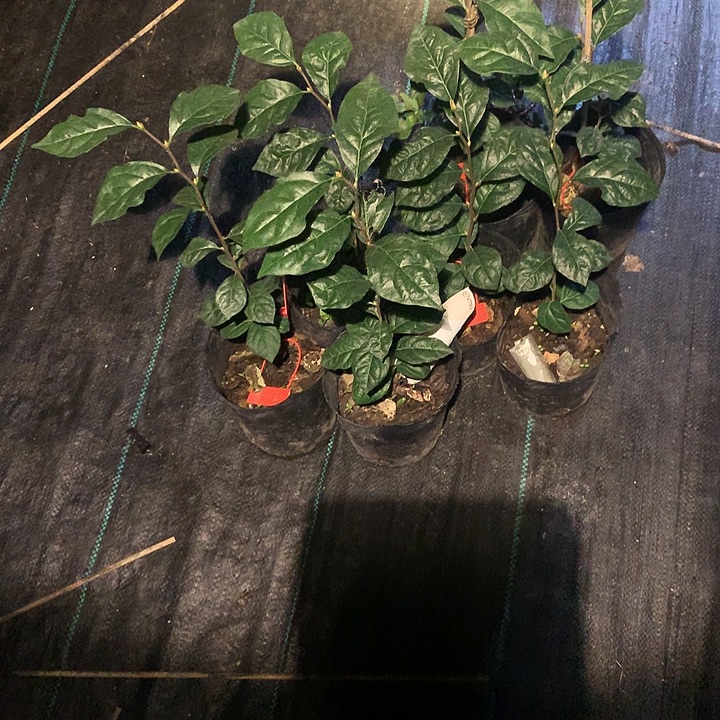 完全开放红灯嫁接苗28.8