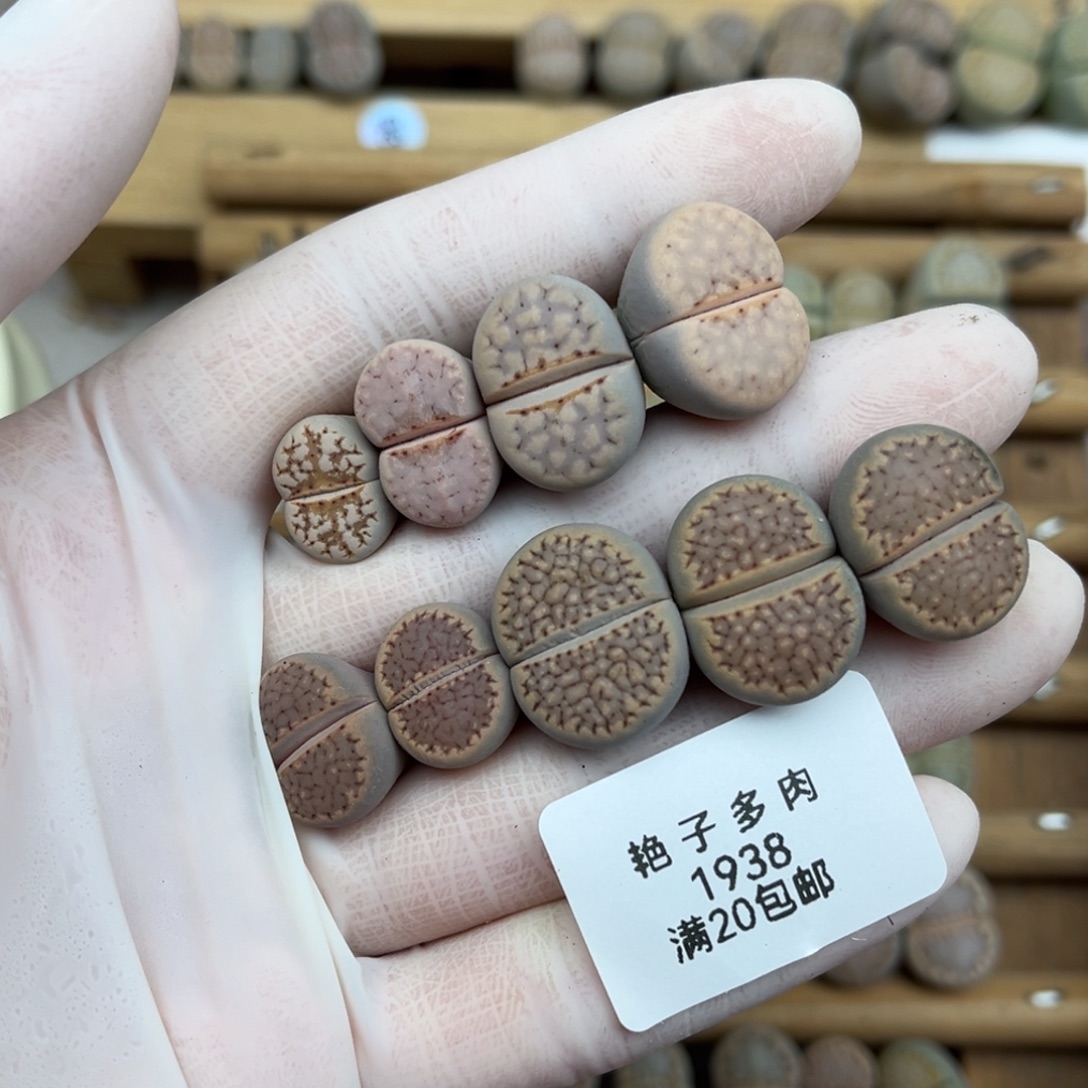 1938号一首花花如图发货