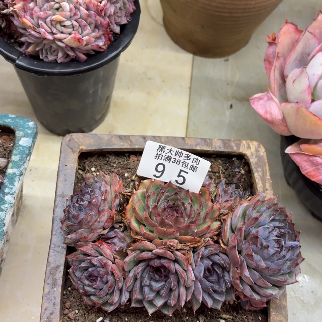 蓝***树黑大帅多肉95蓝色妖姬