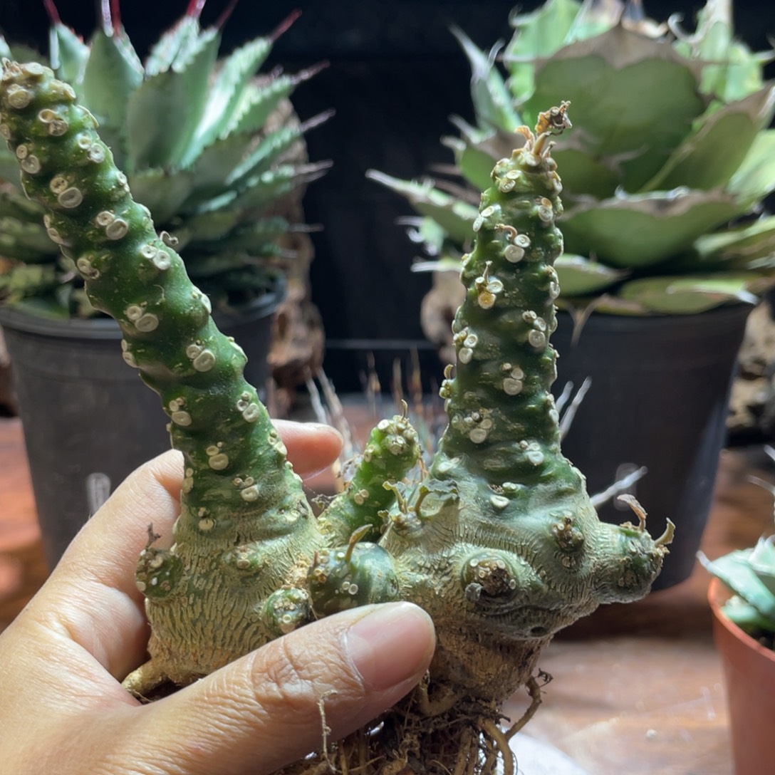 无花朵琉桑块根植物