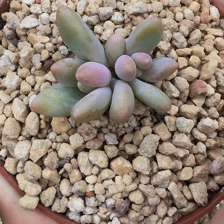 白兰地 双头 一物一拍