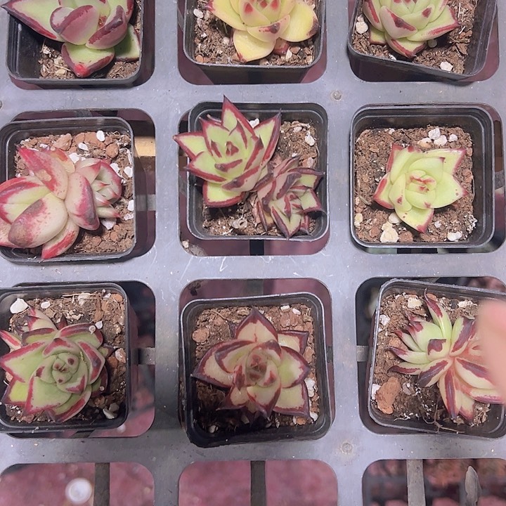 乌木精品多肉植物