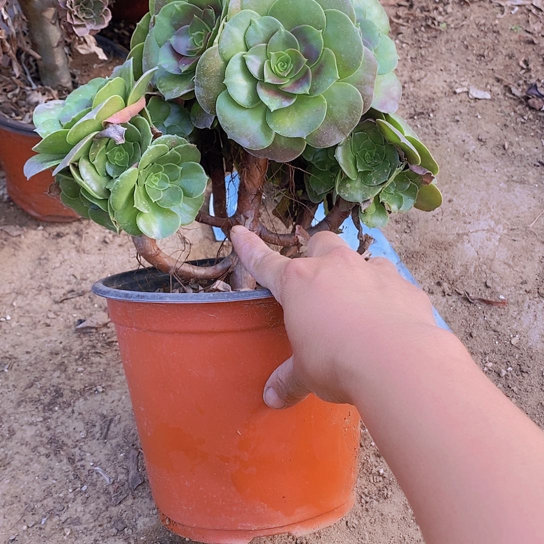 300瑕疵柠檬玫瑰多肉植物