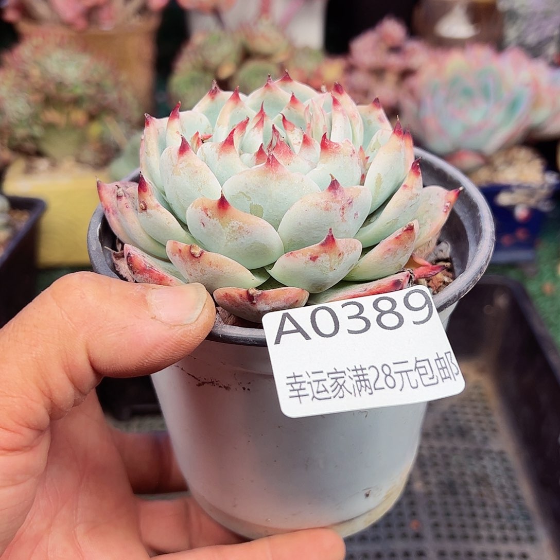 幸运的是我的朋友们