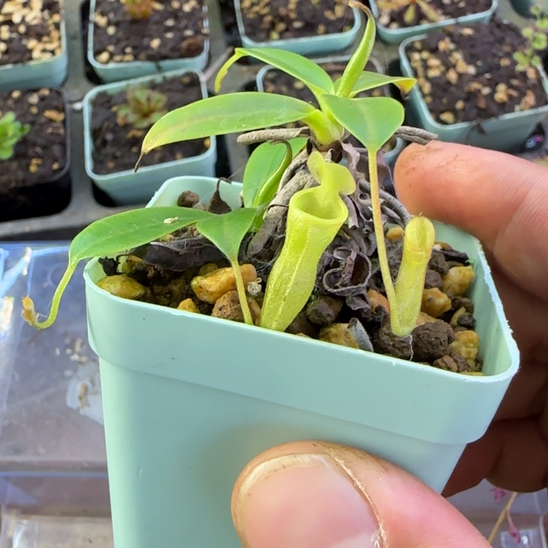 S***h完全开放一物一拍风铃