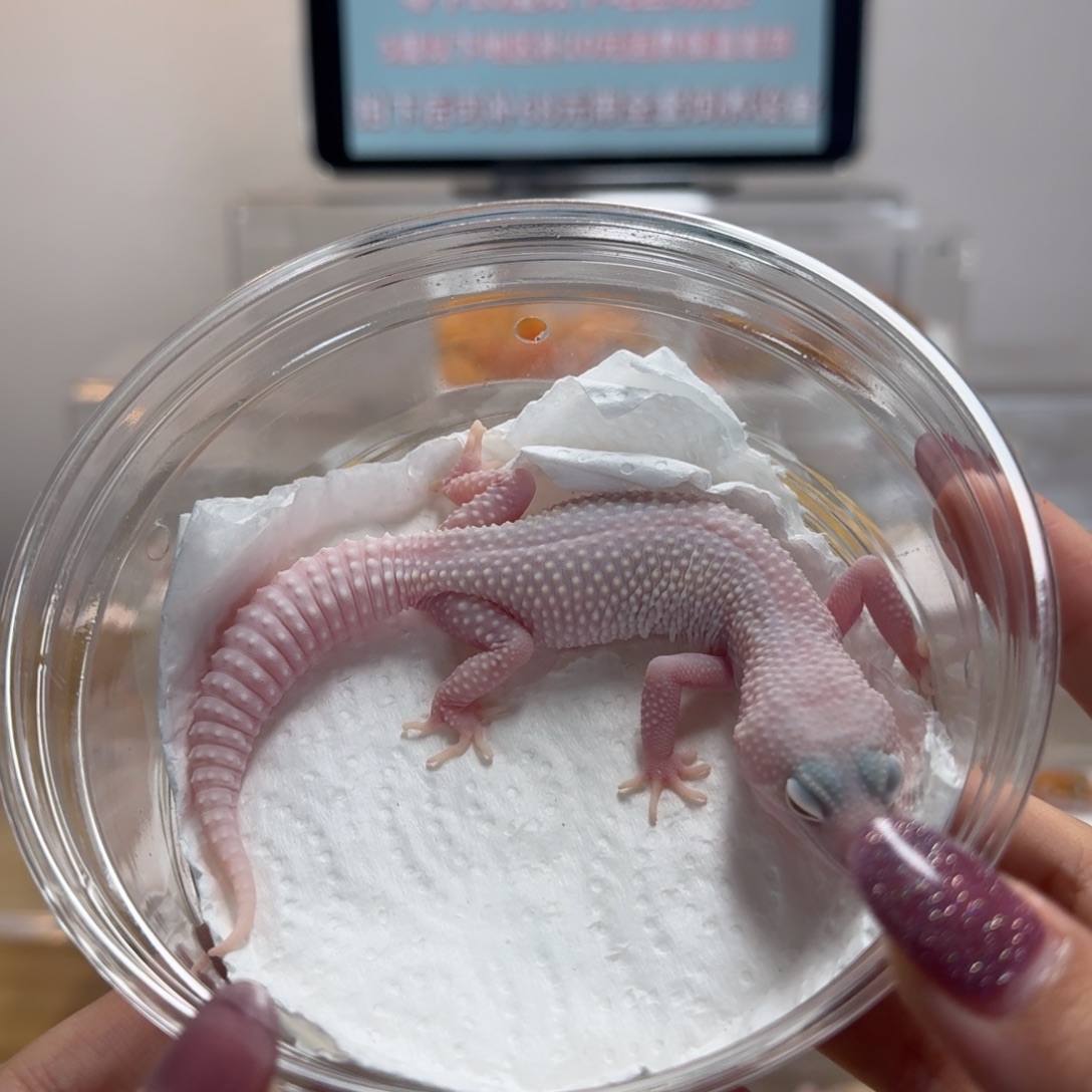 豹纹守宫雪花恶魔白酒妹妹