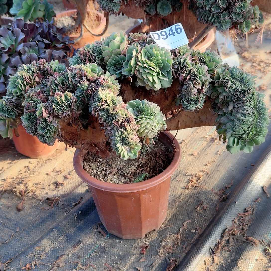 946万缀有伤一颗呀呀