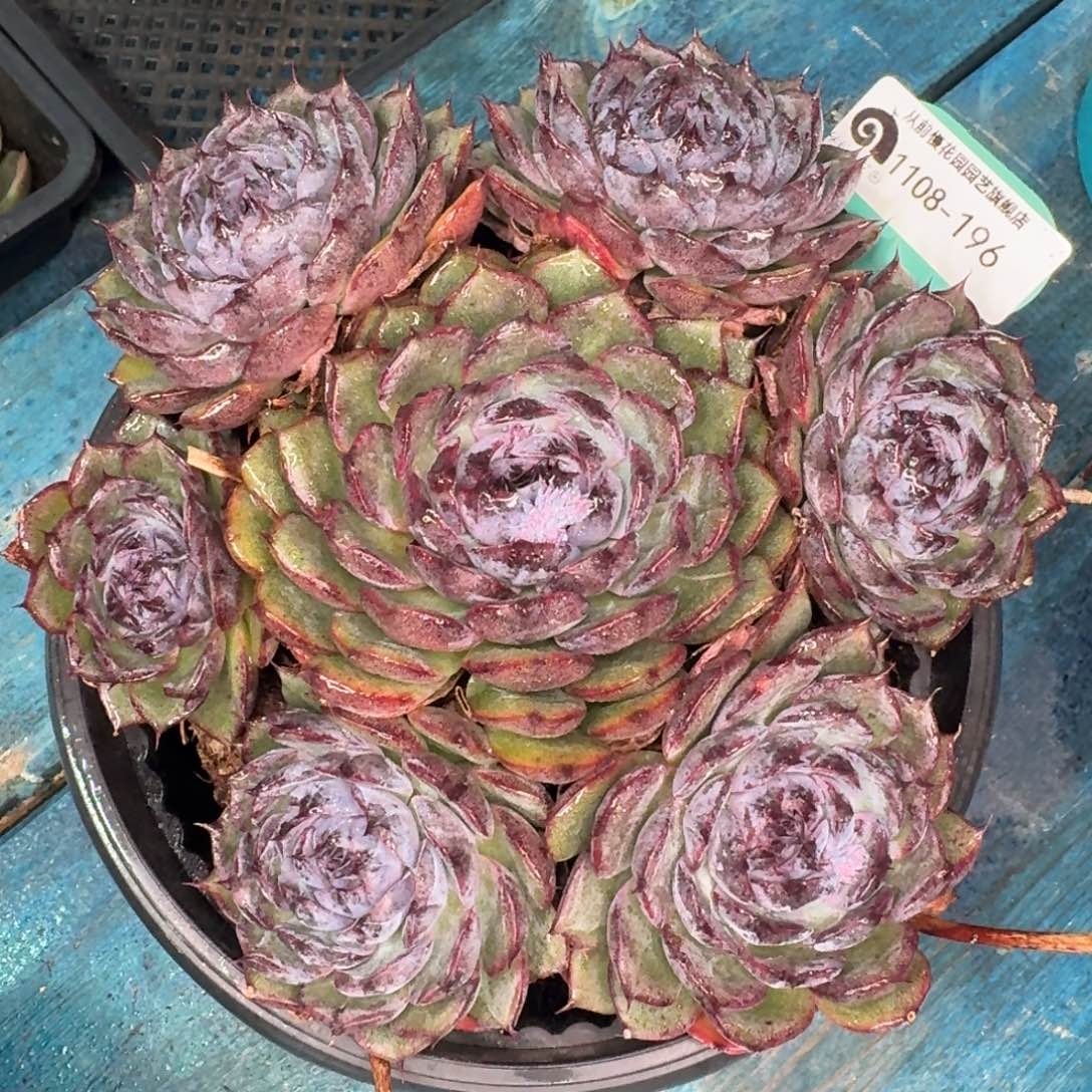 从前慢多肉精选超过1108.196