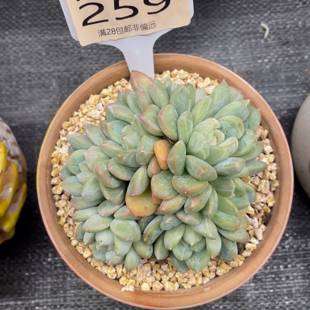 弥鹿之森一物一拍