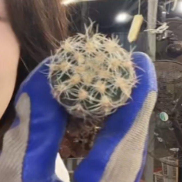 二妹园艺【 小樱花罗星丸   实生根  】仙人球脱土随机发货