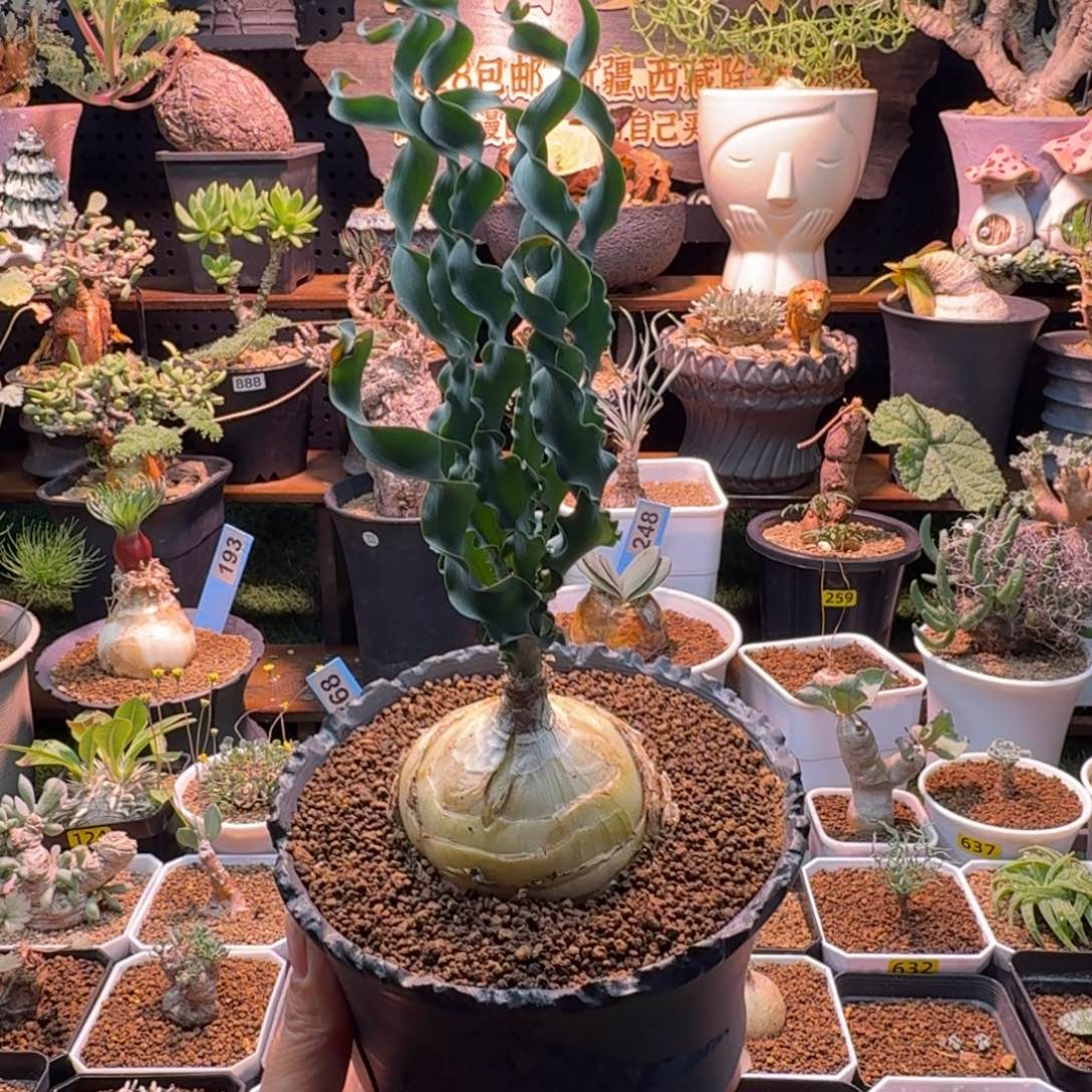 ****～DC章鱼弹簧草(不含盆)