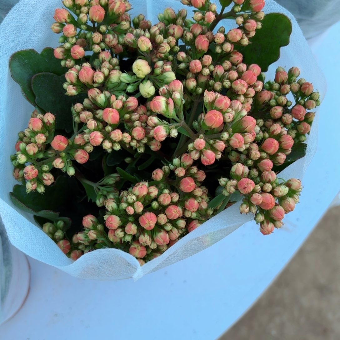 A314索尔丹长寿花一颗