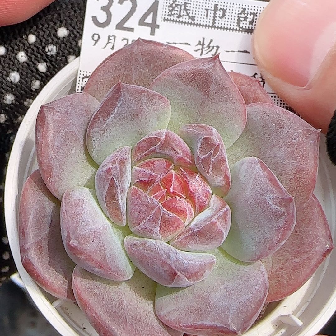 多肉0928--324琥珀天使珍妮