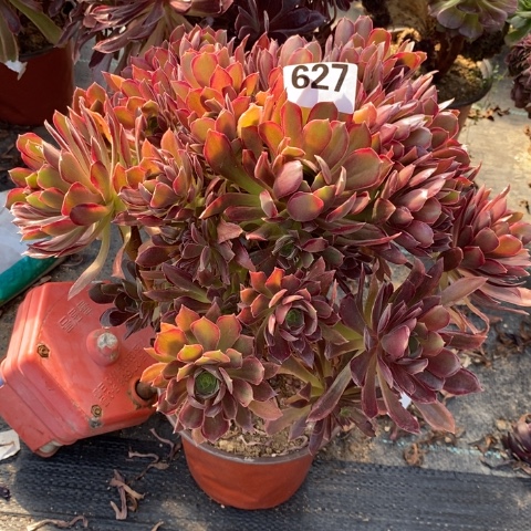 娜迦女王多肉植物法师不包损