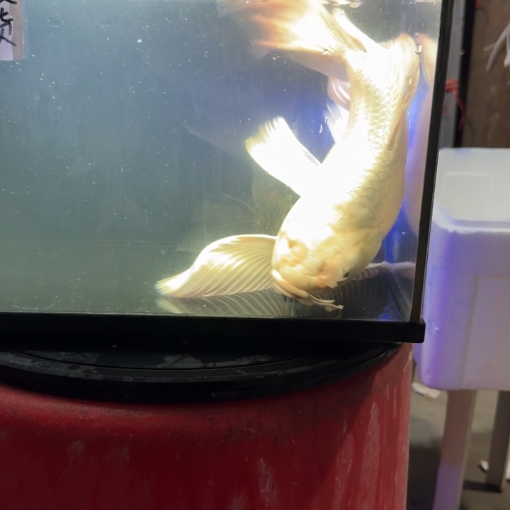 *****海水鱼蝴蝶鲤150元