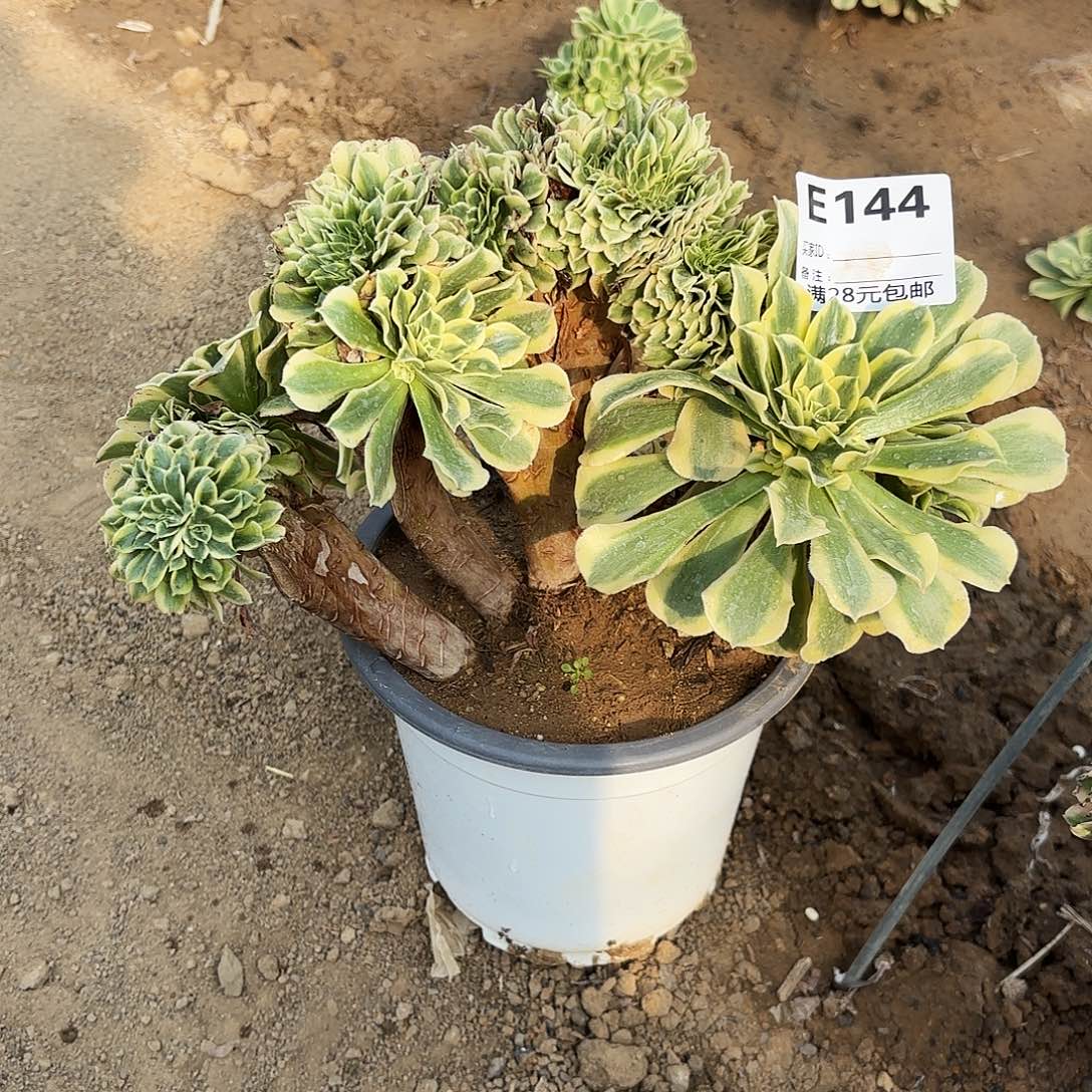 144绿豆沙缀多肉植物 有伤福利无售后