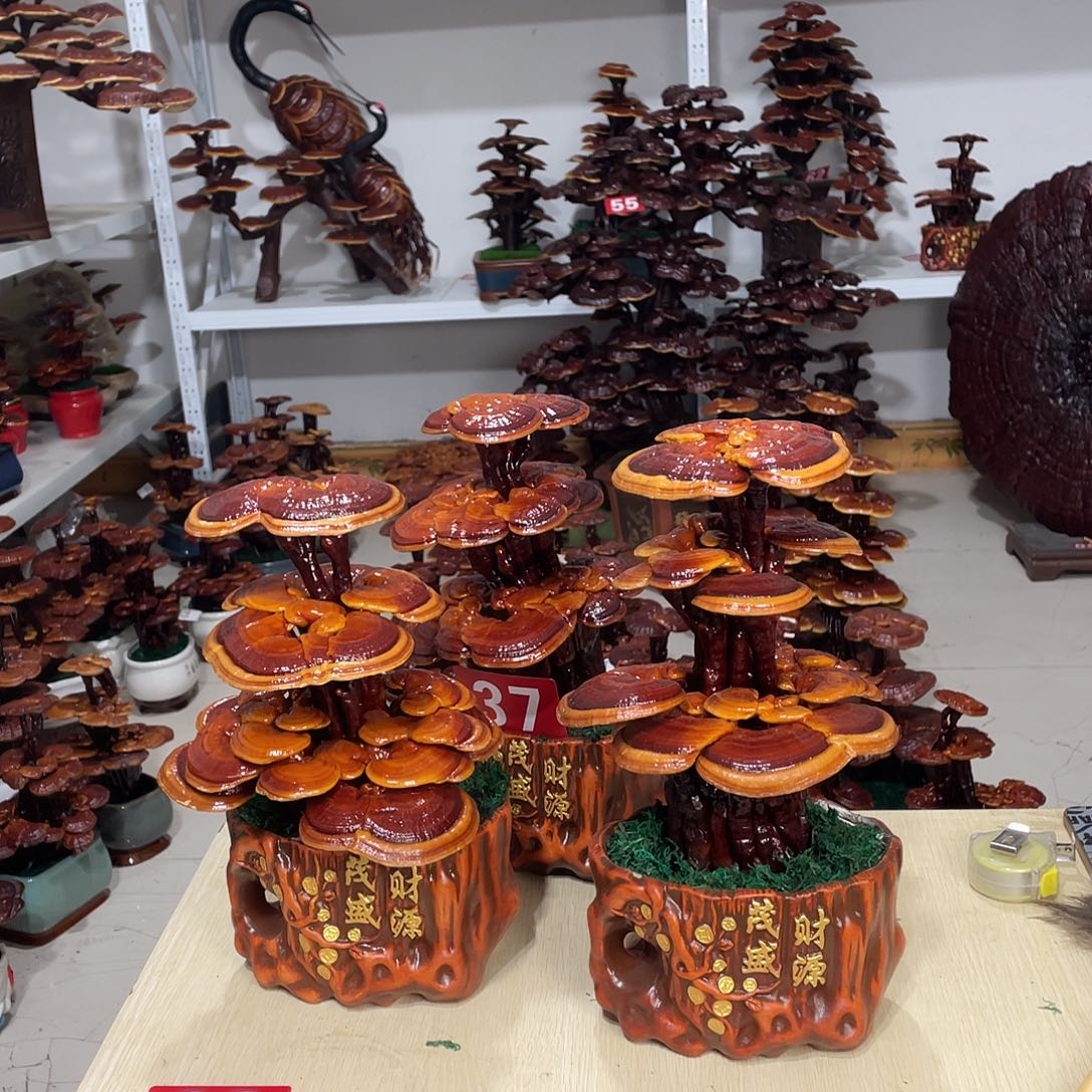 精***晓无花朵88888888888888