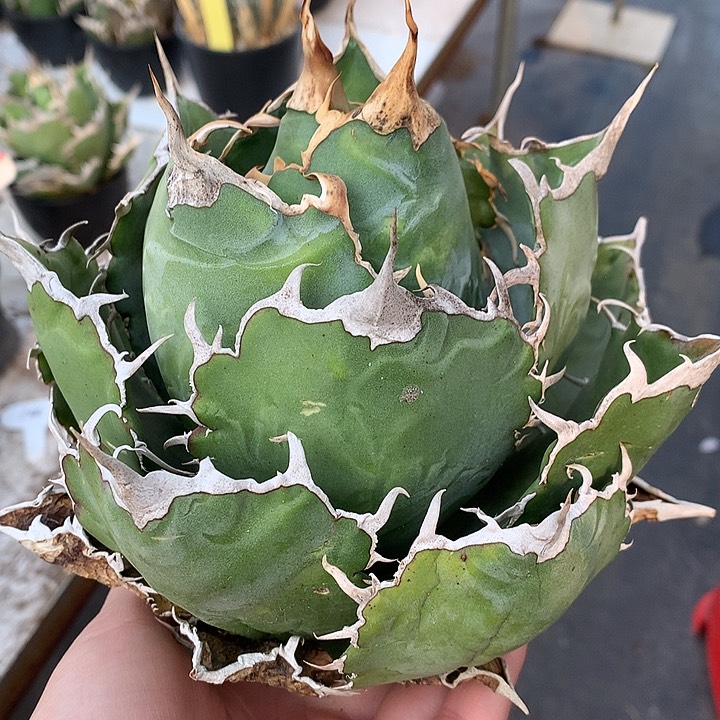 44大正白1111111111