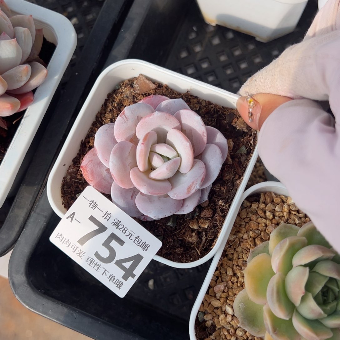 雪莲多肉多肉多肉多肉