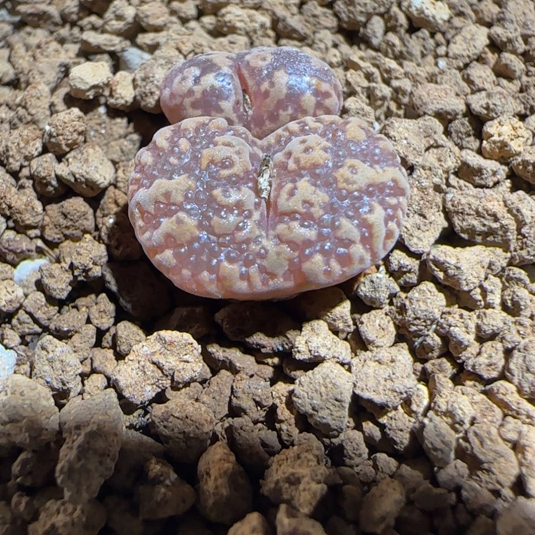 肉锥多肉植物组合-泡泡勋1771