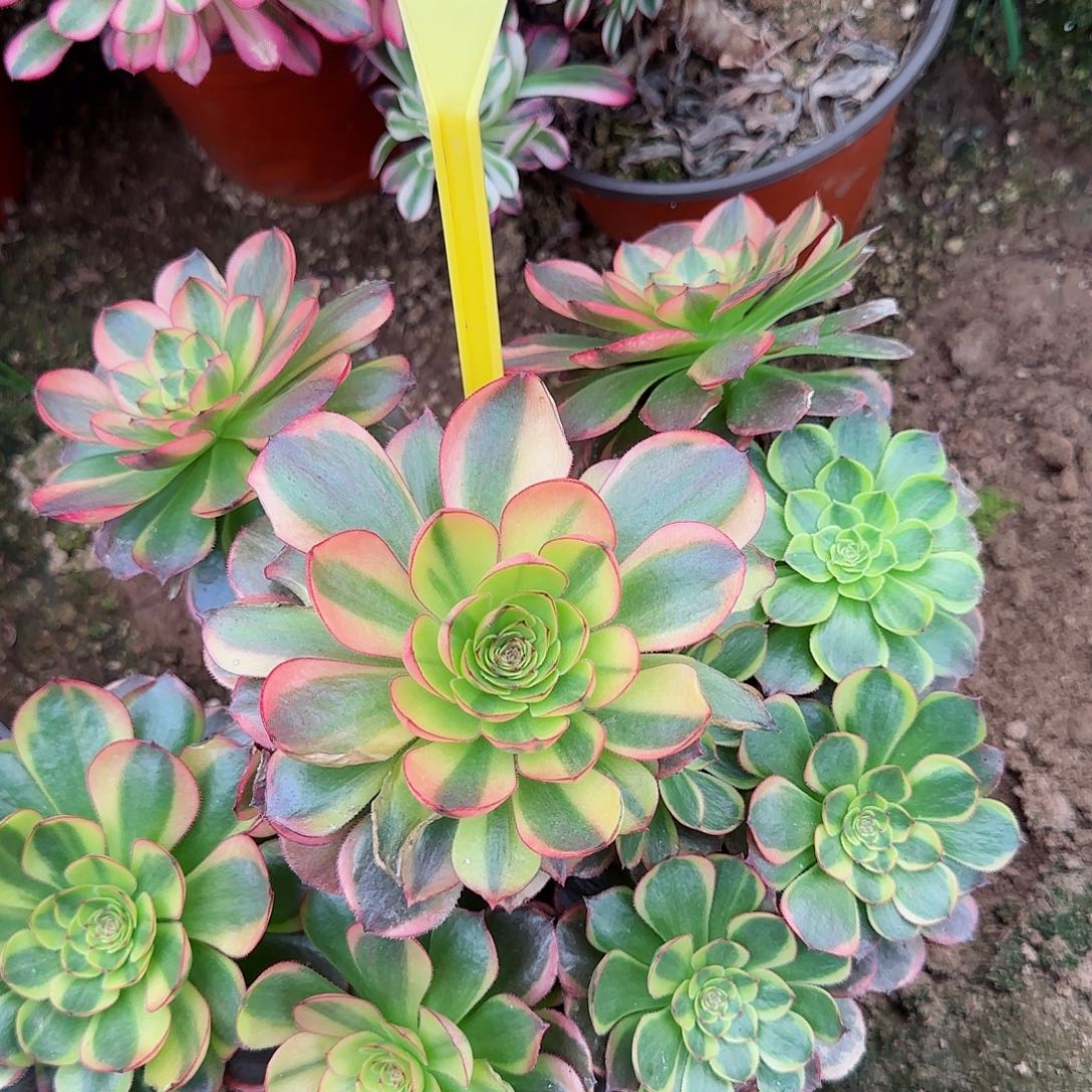 紫***英5-78-+多头多肉植物