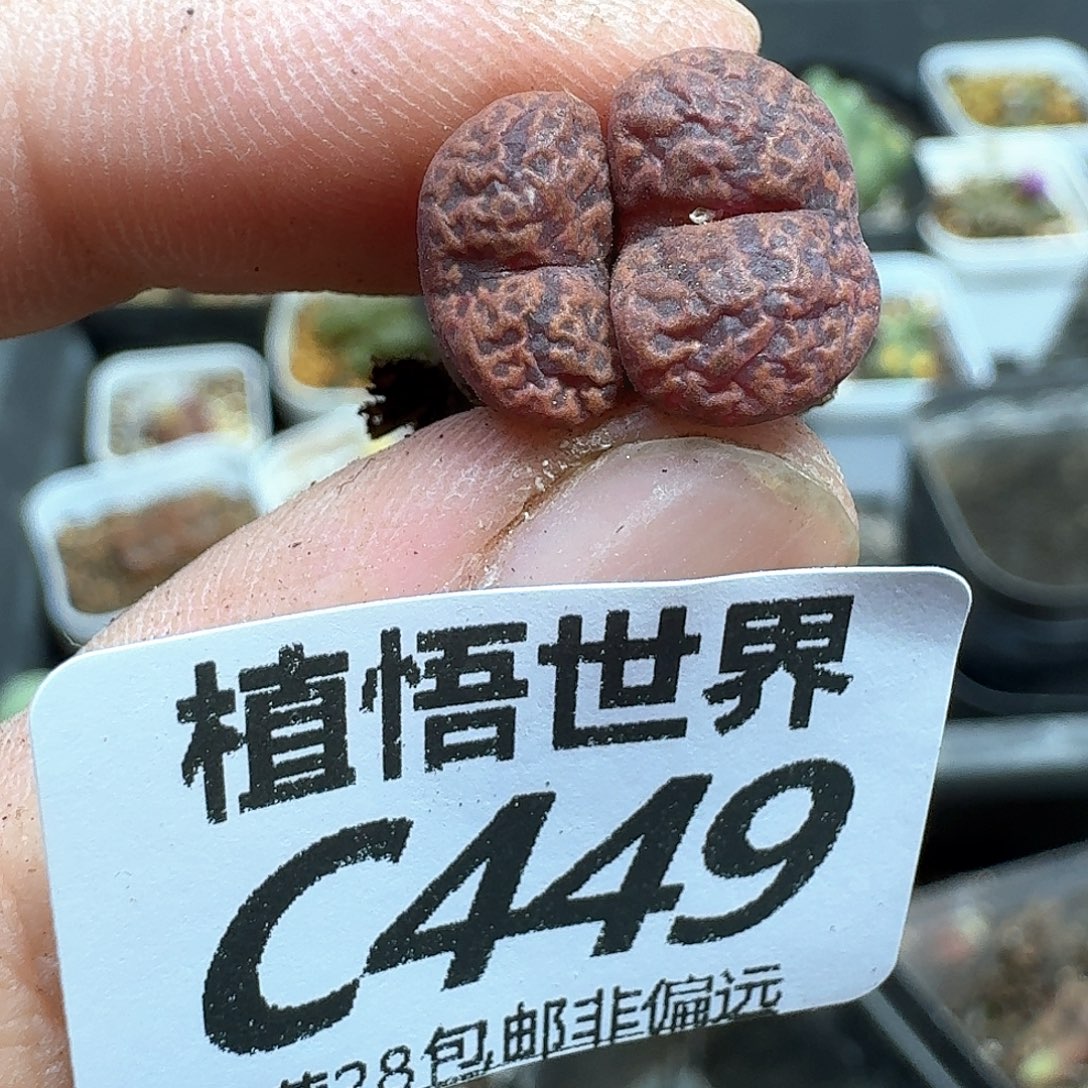 多肉植物的人生fbbh