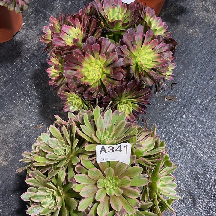 花脸粉黛和舞天姬多肉法师。 341。340