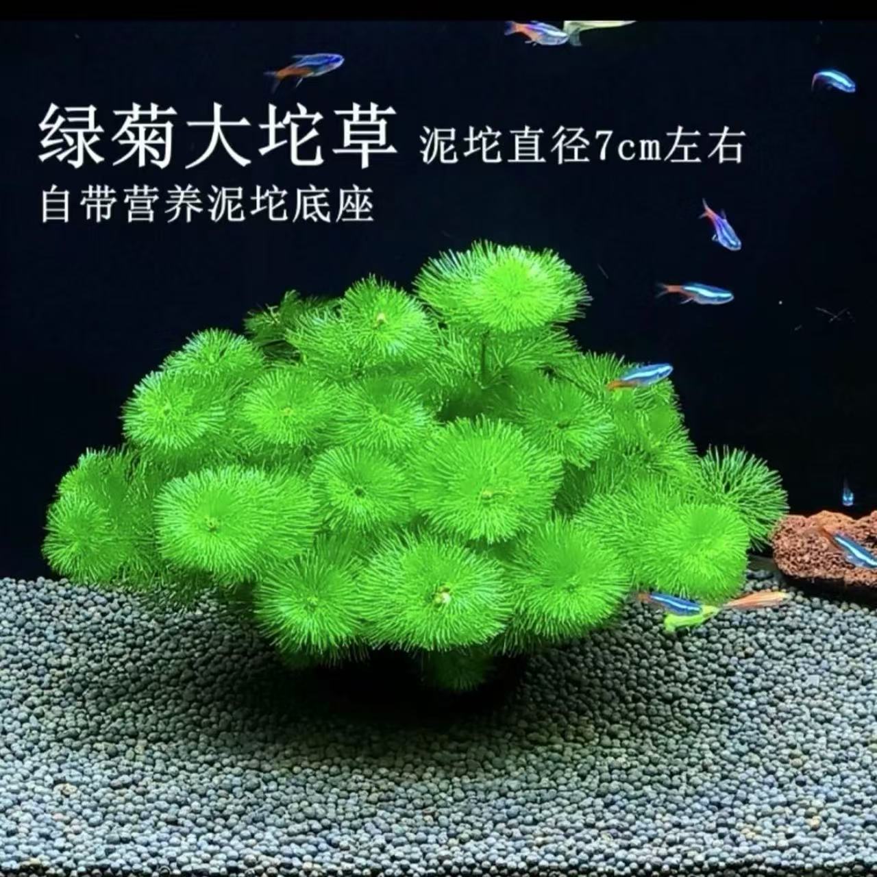 绿菊坨草纯水下叶
